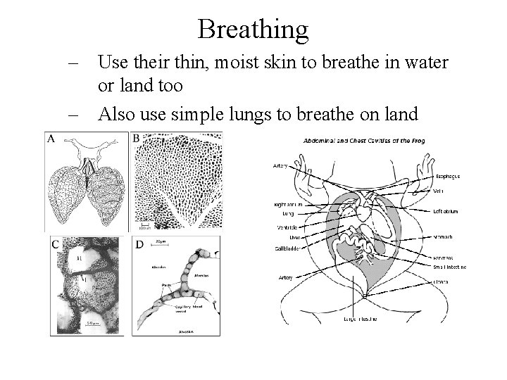 Breathing – Use their thin, moist skin to breathe in water or land too