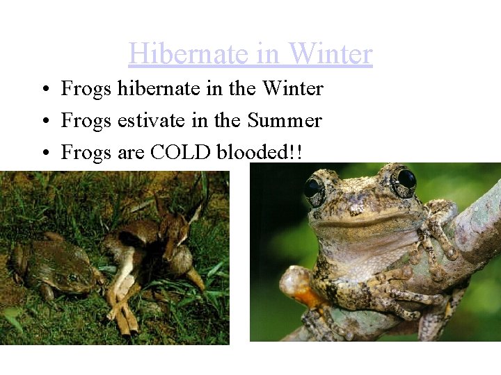 Hibernate in Winter • Frogs hibernate in the Winter • Frogs estivate in the