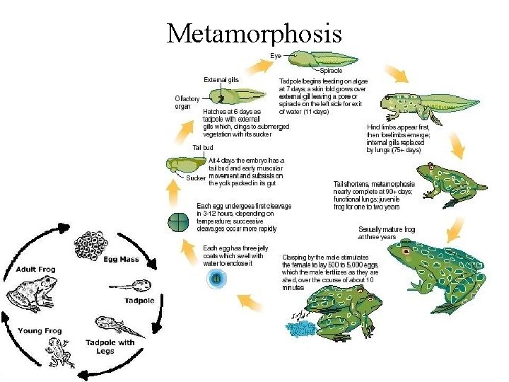 Metamorphosis 