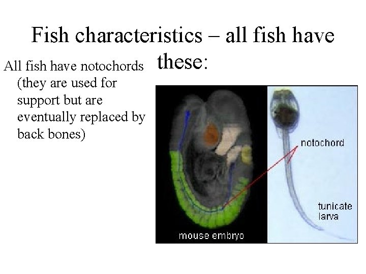 Fish characteristics – all fish have All fish have notochords these: (they are used