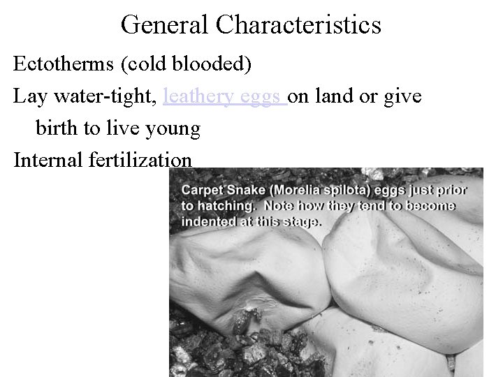 General Characteristics Ectotherms (cold blooded) Lay water-tight, leathery eggs on land or give birth