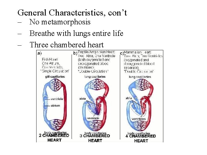 General Characteristics, con’t – No metamorphosis – Breathe with lungs entire life – Three