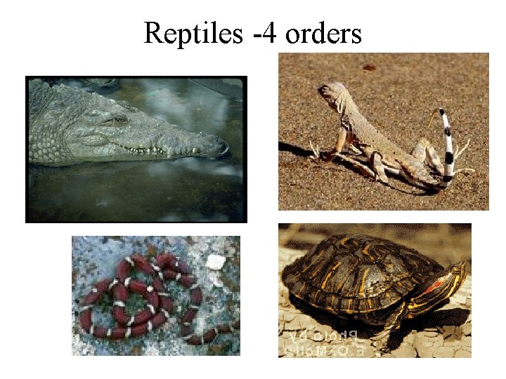 Reptiles -4 orders 