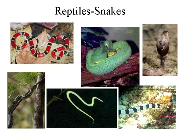 Reptiles-Snakes 