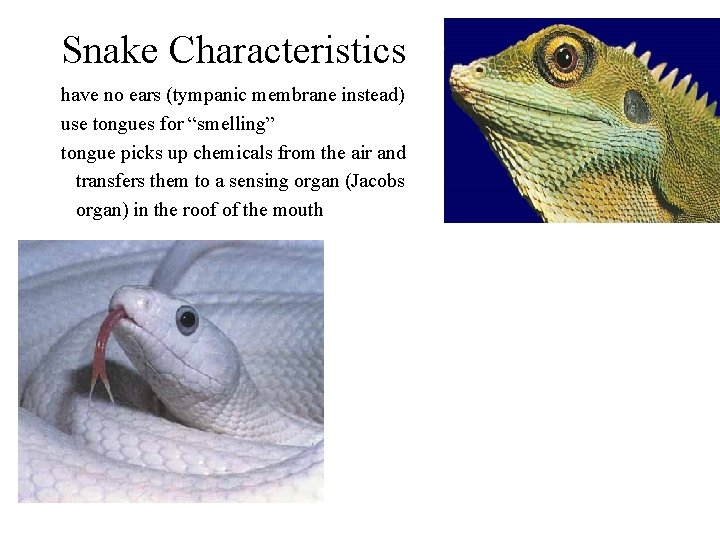 Snake Characteristics have no ears (tympanic membrane instead) use tongues for “smelling” tongue picks