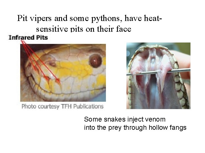 Pit vipers and some pythons, have heatsensitive pits on their face Some snakes inject