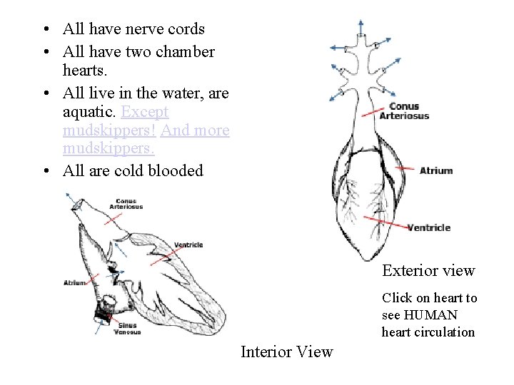  • All have nerve cords • All have two chamber hearts. • All