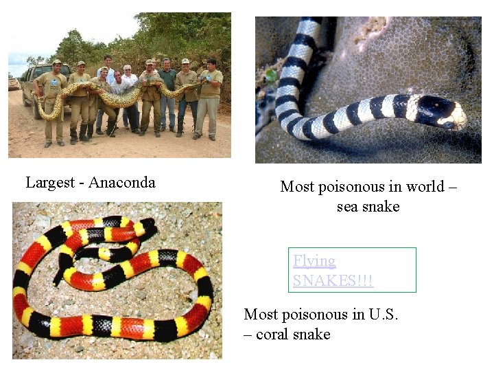 Largest - Anaconda Most poisonous in world – sea snake Flying SNAKES!!! Most poisonous