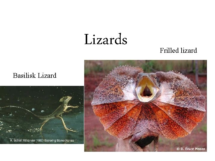 Lizards Basilisk Lizard Frilled lizard 