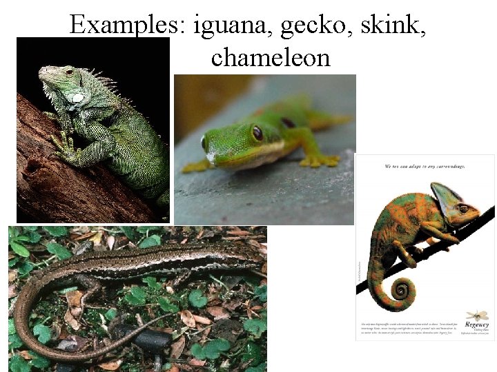 Examples: iguana, gecko, skink, chameleon 