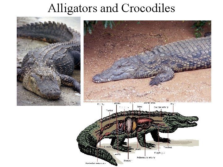 Alligators and Crocodiles 