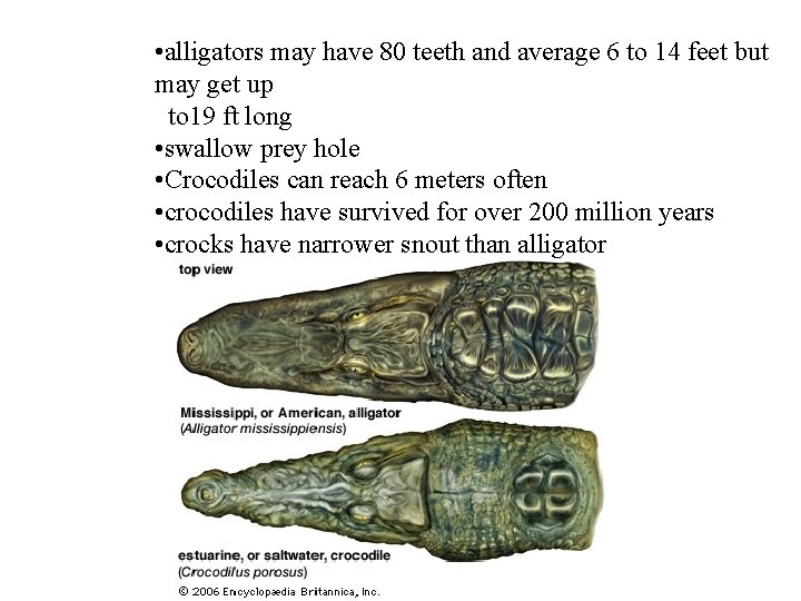  • alligators may have 80 teeth and average 6 to 14 feet but