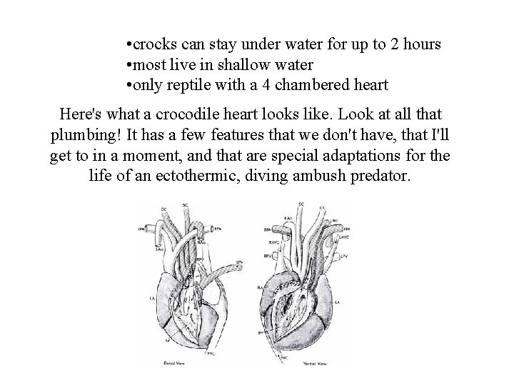  • crocks can stay under water for up to 2 hours • most