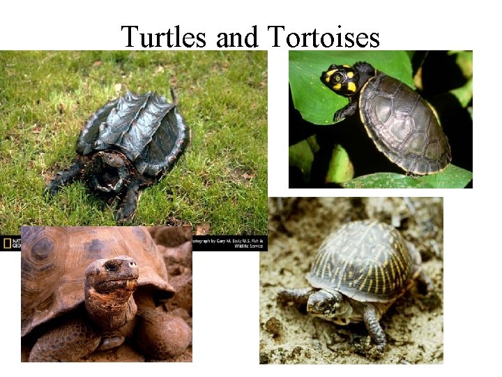 Turtles and Tortoises 