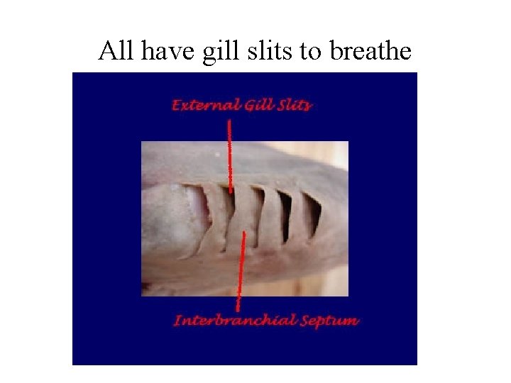 All have gill slits to breathe 