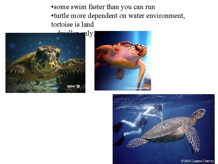  • some swim faster than you can run • turtle more dependent on