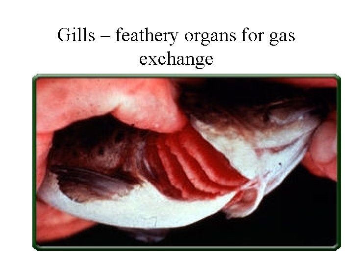 Gills – feathery organs for gas exchange 