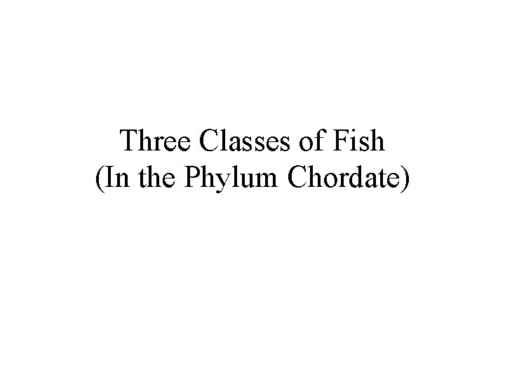 Three Classes of Fish (In the Phylum Chordate) 