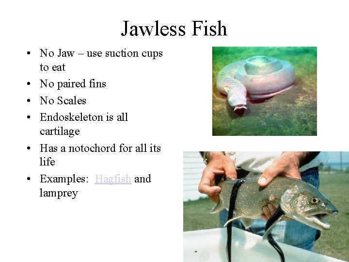 Jawless Fish • No Jaw – use suction cups to eat • No paired