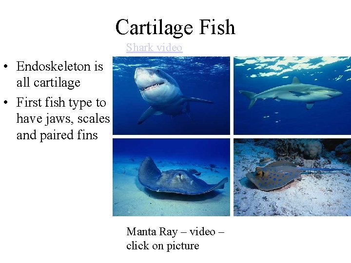 Cartilage Fish Shark video • Endoskeleton is all cartilage • First fish type to