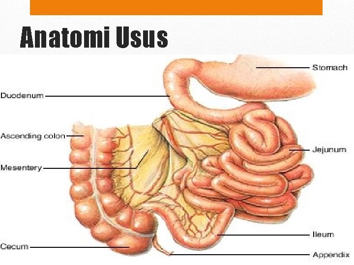 Anatomi Usus 