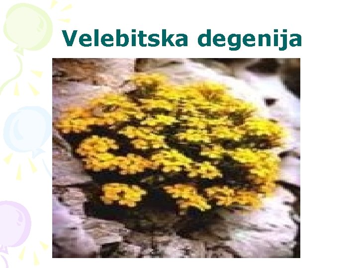 Velebitska degenija 