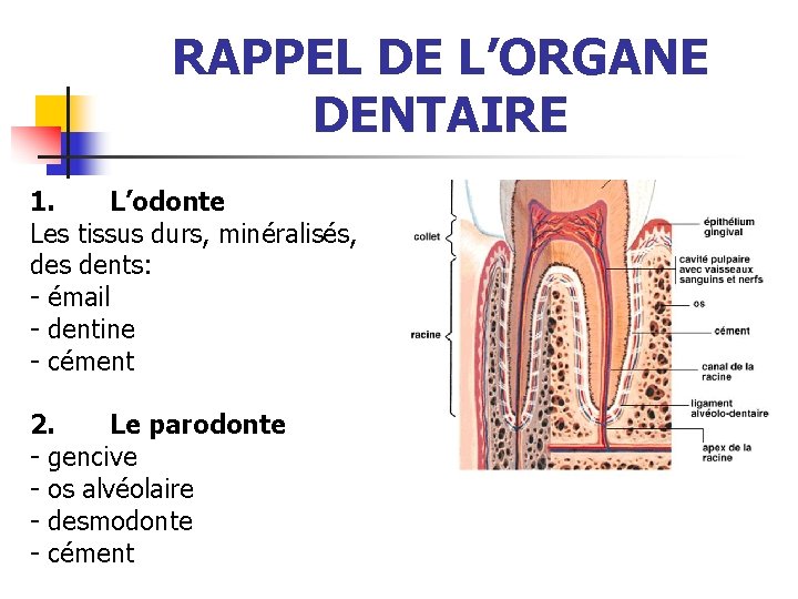 RAPPEL DE L’ORGANE DENTAIRE 1. L’odonte Les tissus durs, minéralisés, des dents: - émail