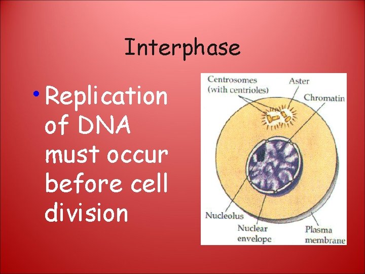 Interphase • Replication of DNA must occur before cell division 