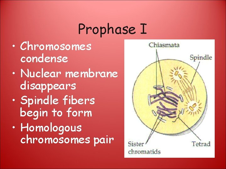 Prophase I • Chromosomes condense • Nuclear membrane disappears • Spindle fibers begin to