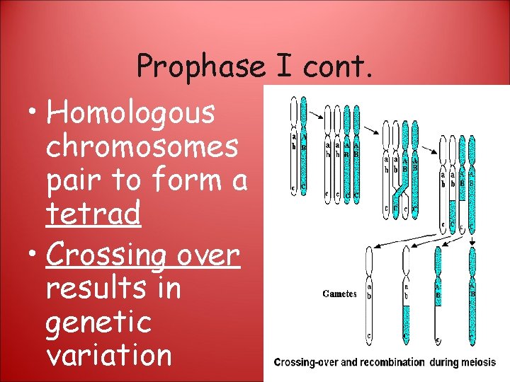 Prophase I cont. • Homologous chromosomes pair to form a tetrad • Crossing over