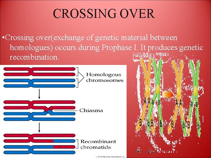 CROSSING OVER • Crossing over(exchange of genetic material between homologues) occurs during Prophase I.
