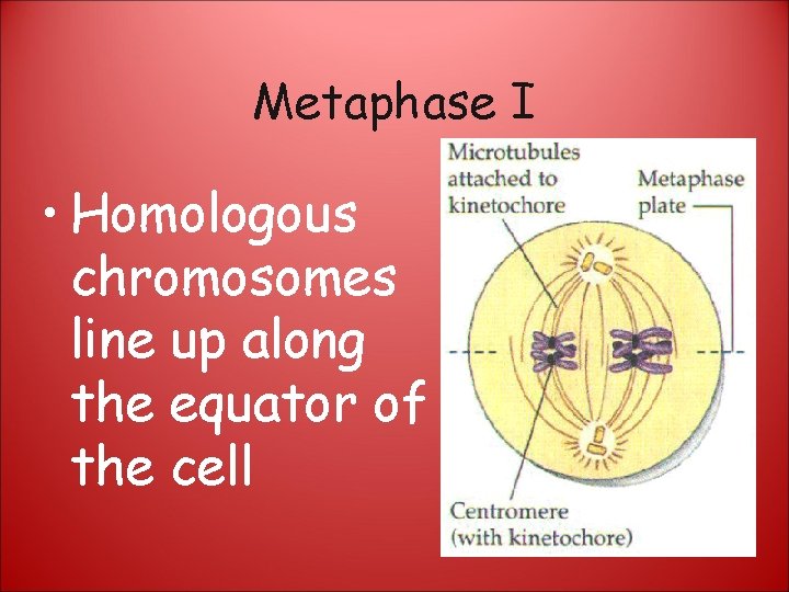 Metaphase I • Homologous chromosomes line up along the equator of the cell 