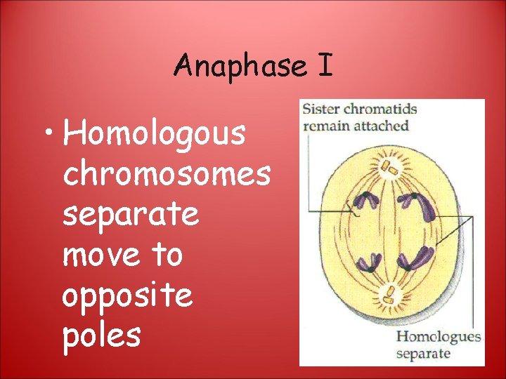 Anaphase I • Homologous chromosomes separate move to opposite poles 