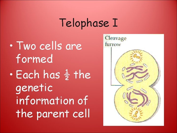 Telophase I • Two cells are formed • Each has ½ the genetic information