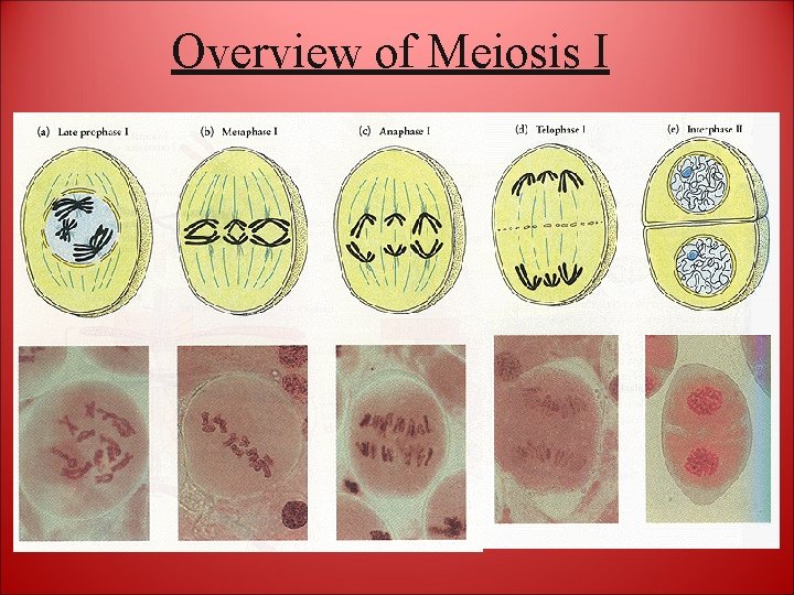 Overview of Meiosis I 