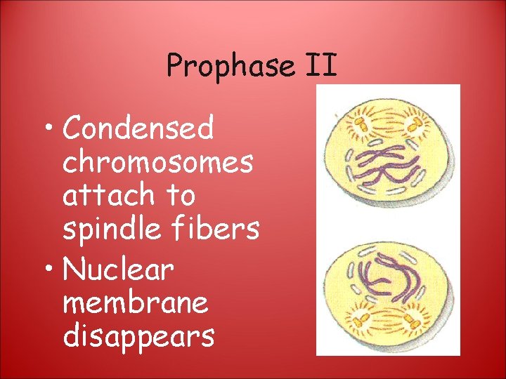 Prophase II • Condensed chromosomes attach to spindle fibers • Nuclear membrane disappears 