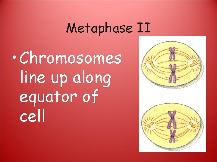 Metaphase II • Chromosomes line up along equator of cell 