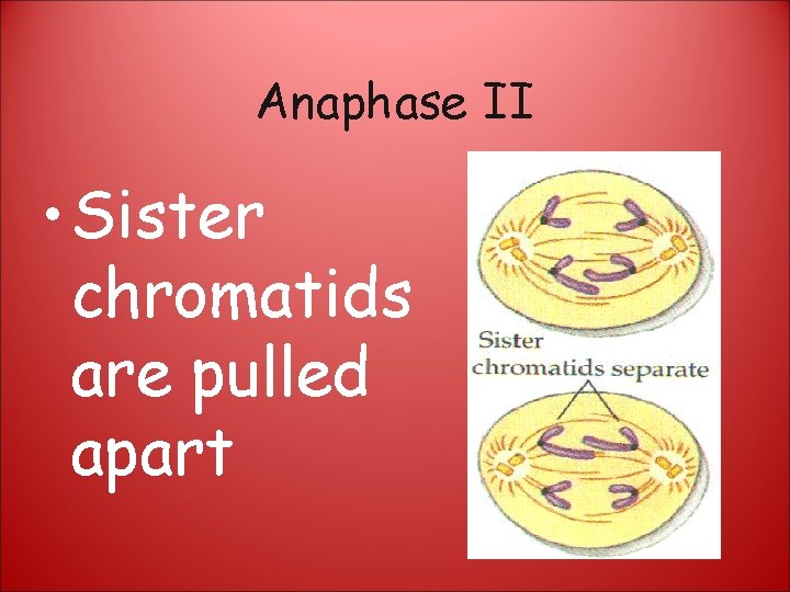 Anaphase II • Sister chromatids are pulled apart 