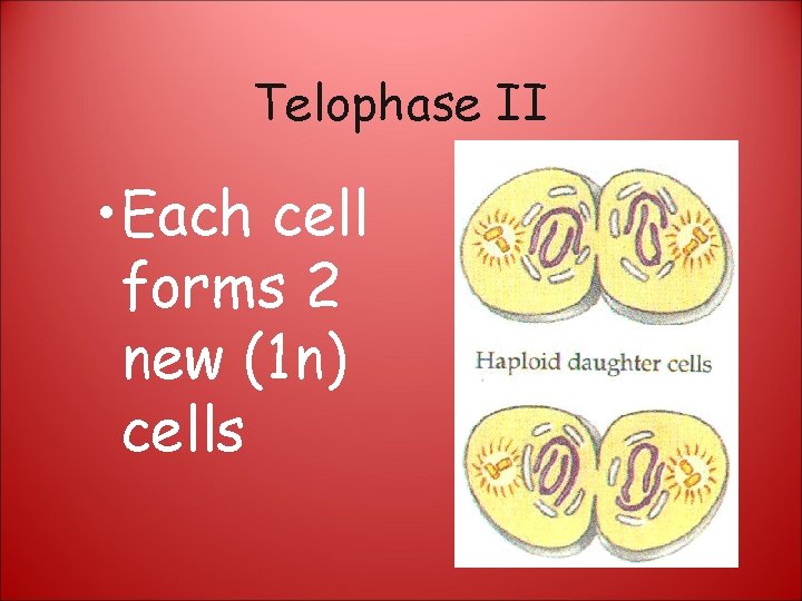 Telophase II • Each cell forms 2 new (1 n) cells 