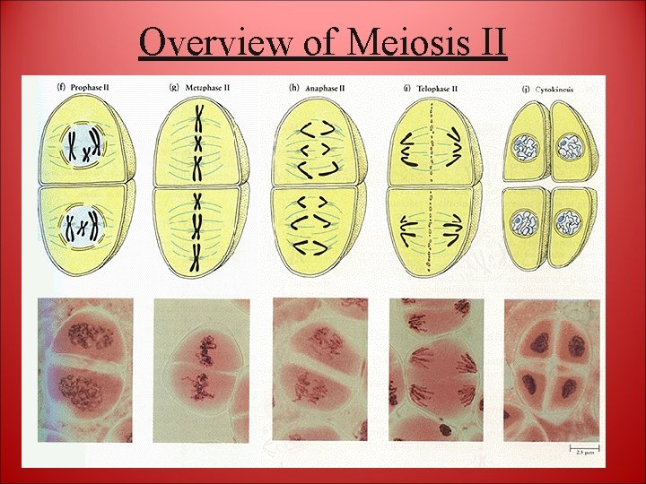 Overview of Meiosis II 