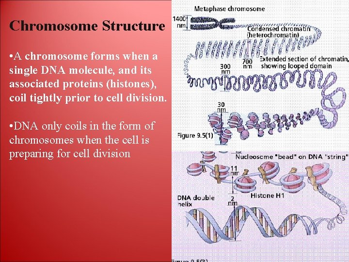 Chromosome Structure • A chromosome forms when a single DNA molecule, and its associated