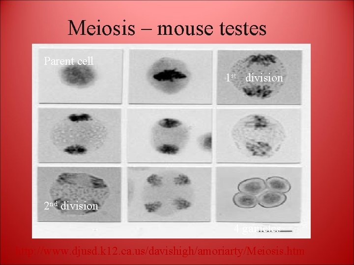 Meiosis – mouse testes Parent cell 1 st division 2 nd division 4 gametes