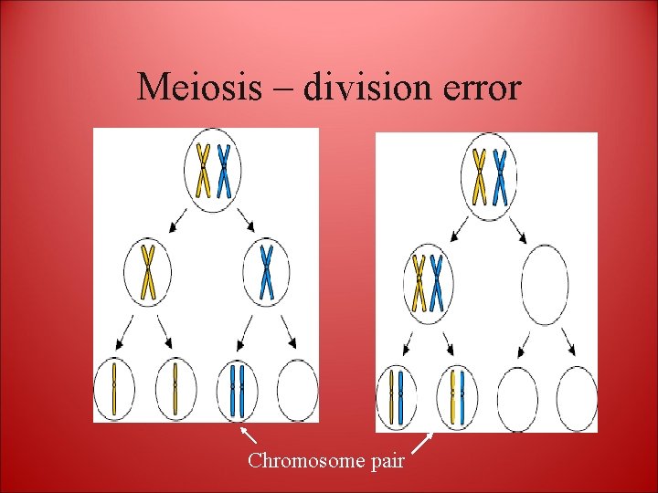 Meiosis – division error Chromosome pair 