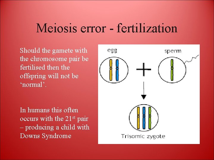 Meiosis error - fertilization Should the gamete with the chromosome pair be fertilised then