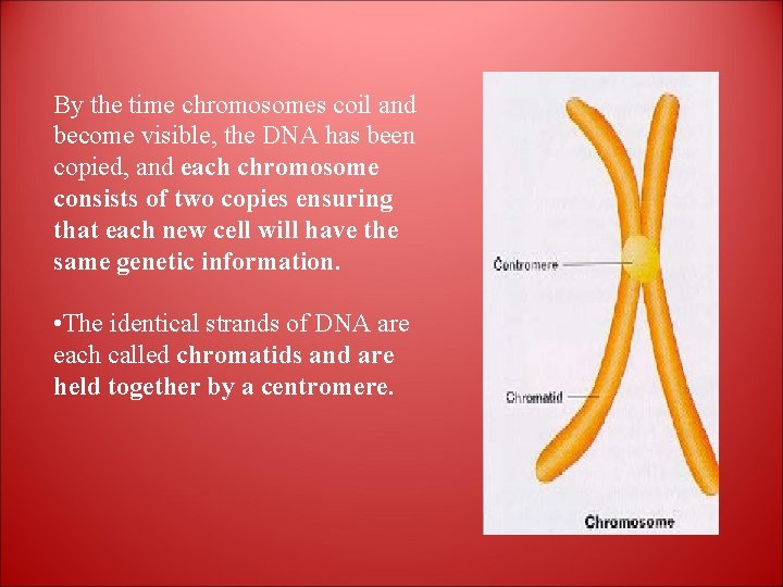 By the time chromosomes coil and become visible, the DNA has been copied, and