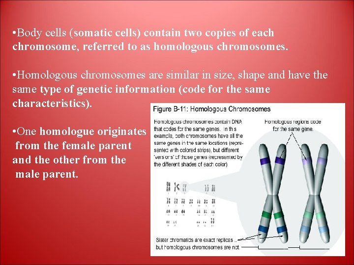  • Body cells (somatic cells) contain two copies of each chromosome, referred to