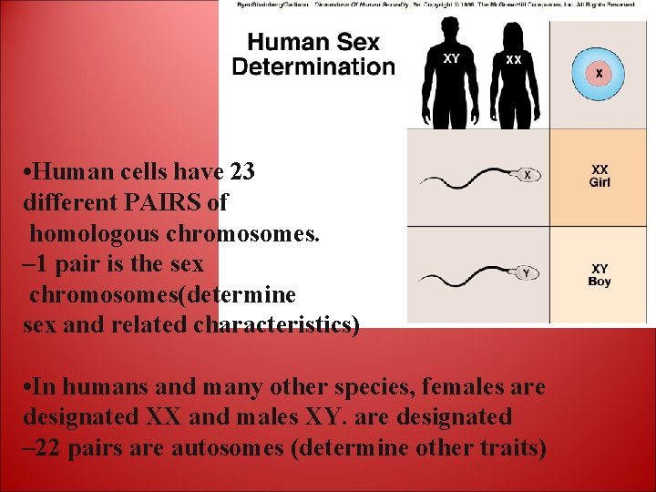  • Human cells have 23 different PAIRS of homologous chromosomes. – 1 pair