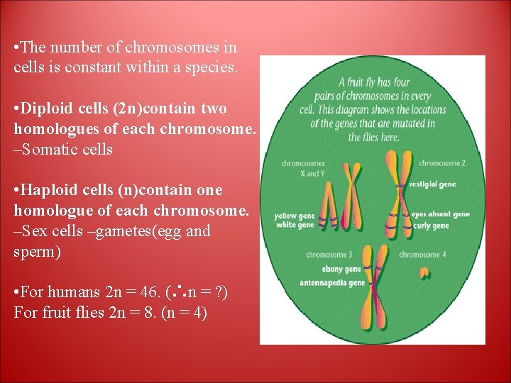  • The number of chromosomes in cells is constant within a species. •