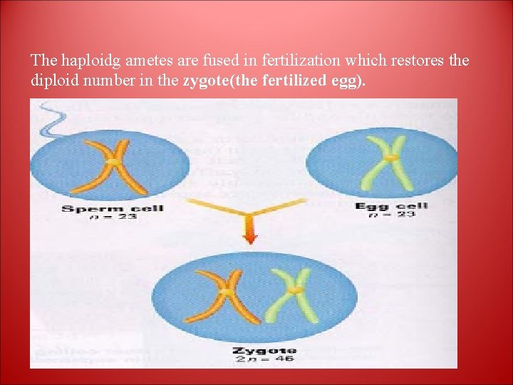 The haploidg ametes are fused in fertilization which restores the diploid number in the