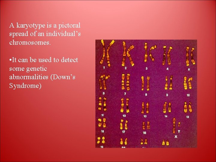 A karyotype is a pictoral spread of an individual’s chromosomes. • It can be